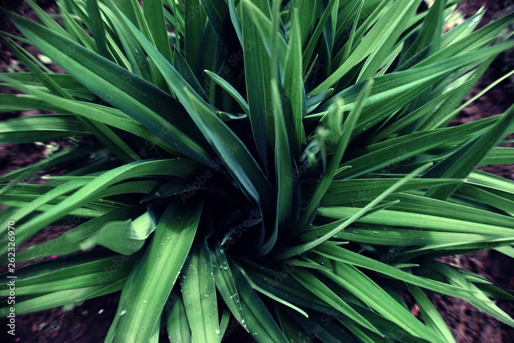 Green background of plant leaves. Fresh spring tropical greens. Abstract floral background. Green background of plant leaves. Fresh spring tropical greens. Abstract floral background.