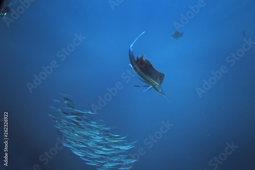 Atlantic sailfish, istiophorus albicans, Mexico