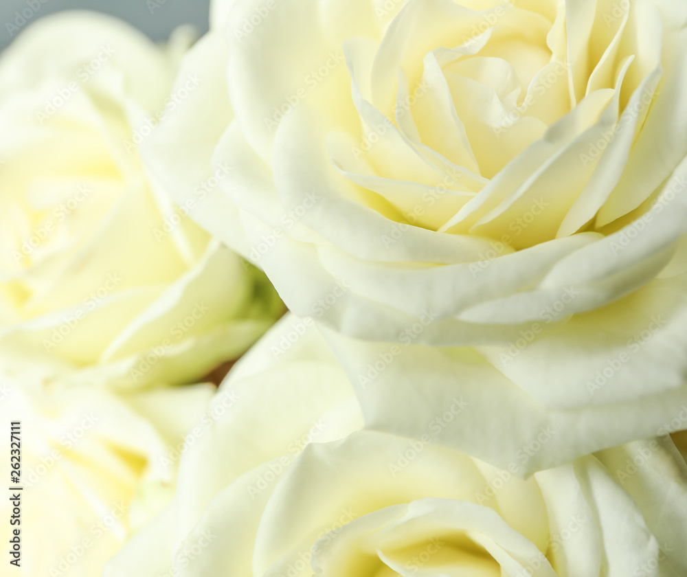 Beautiful fresh white roses as background, closeup Beautiful fresh white roses as background, closeup