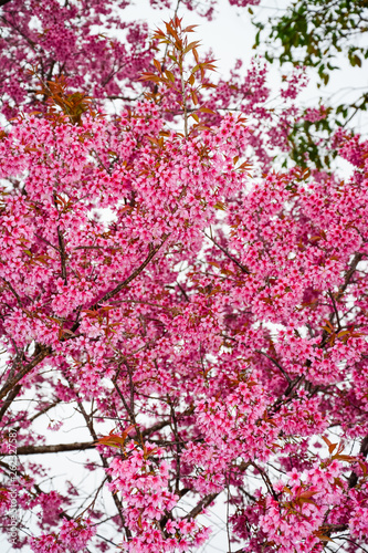 Large group chrry blossoms bloom beautifully.