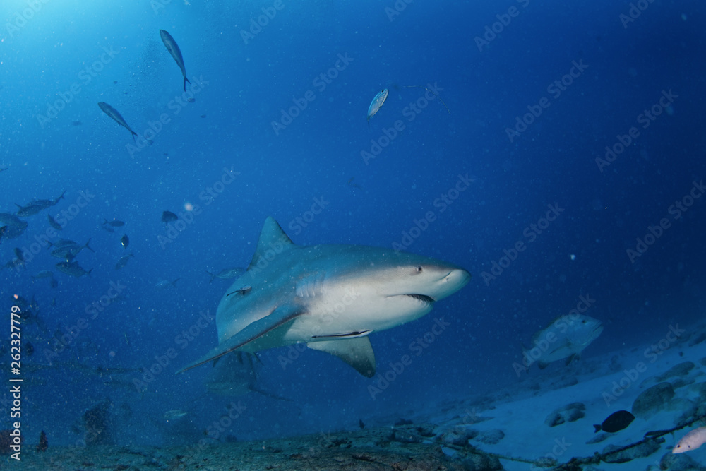bull shark, carcharhinus leucas, zambezi shark