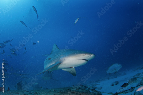 bull shark, carcharhinus leucas, zambezi shark © prochym