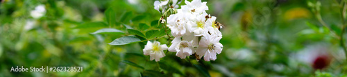 Abelha na flor - Bee in flower