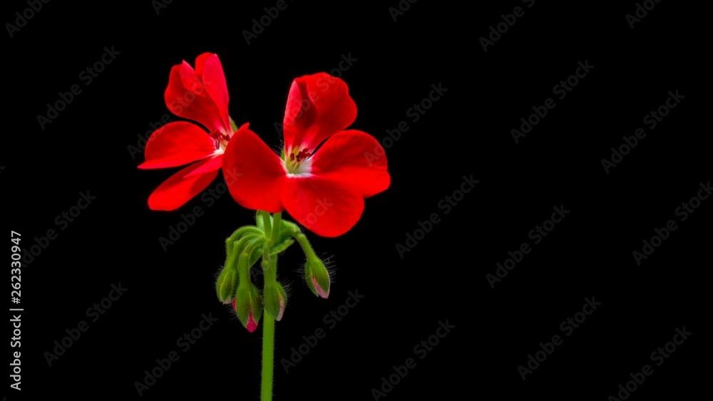 Time-lapse of opening red geranium (Pelargonia) flower 4K PNG+ format with ALPHA transparency channel isolated on black background Time-lapse of opening red geranium (Pelargonia) flower 4K PNG+ format with ALPHA transparency channel isolated on black background