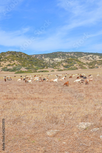 Beautiful remote countryside landscape taken with a herd of goats grazing. Hills with green trees in the background. Photographed in Karpas Peninsula, Turkish Northern Cyprus. 