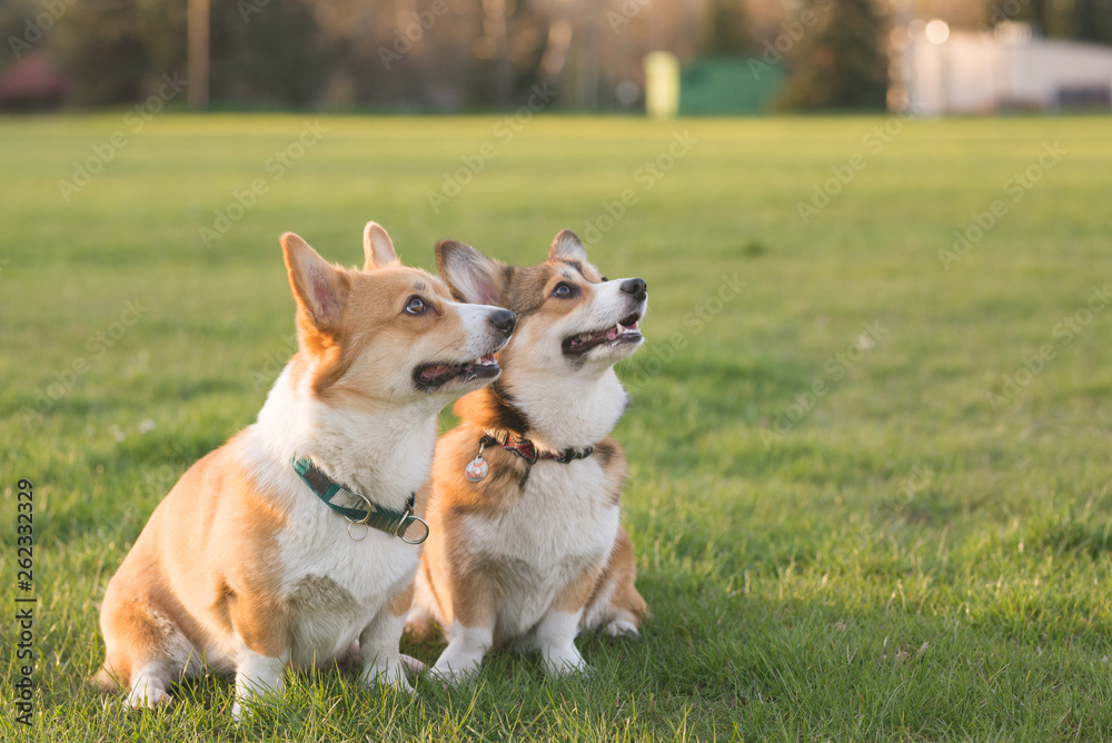 Two welsh corgi dogs sitting smart in the park and being focused on the owner