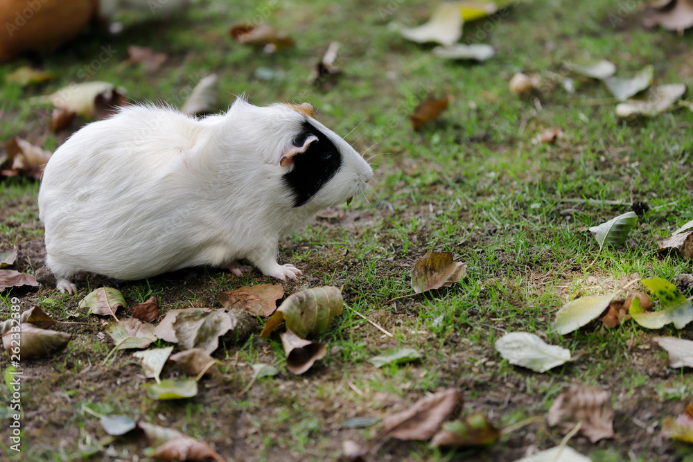 Full body of black-white domestic guinea pig (Cavia porcellus) cavy in the garden
