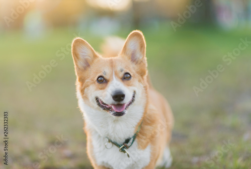 Happy welsh corgi pembroke dog smiling in the warm sunny weather