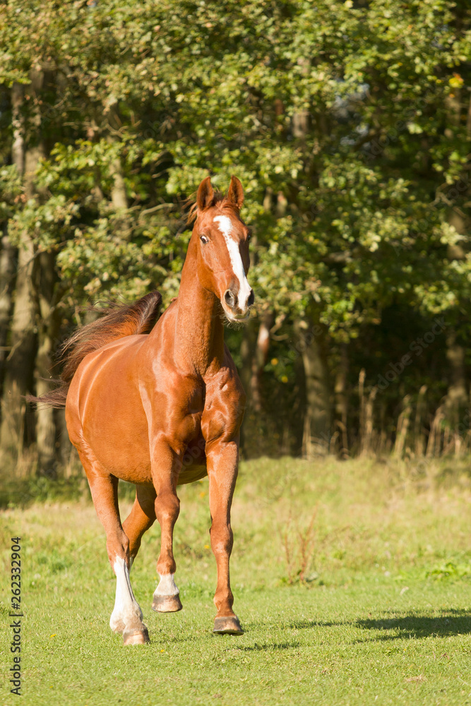 Obraz premium Warmblutwallach