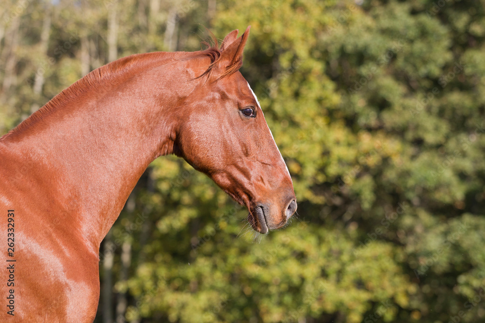 Warmblutwallach Fuchs im Herbst Warmblutwallach Fuchs im Herbst