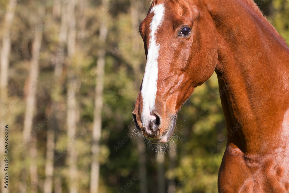 Obraz premium Warmblutwallach