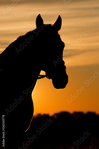 Pferd im Sonnenuntergang