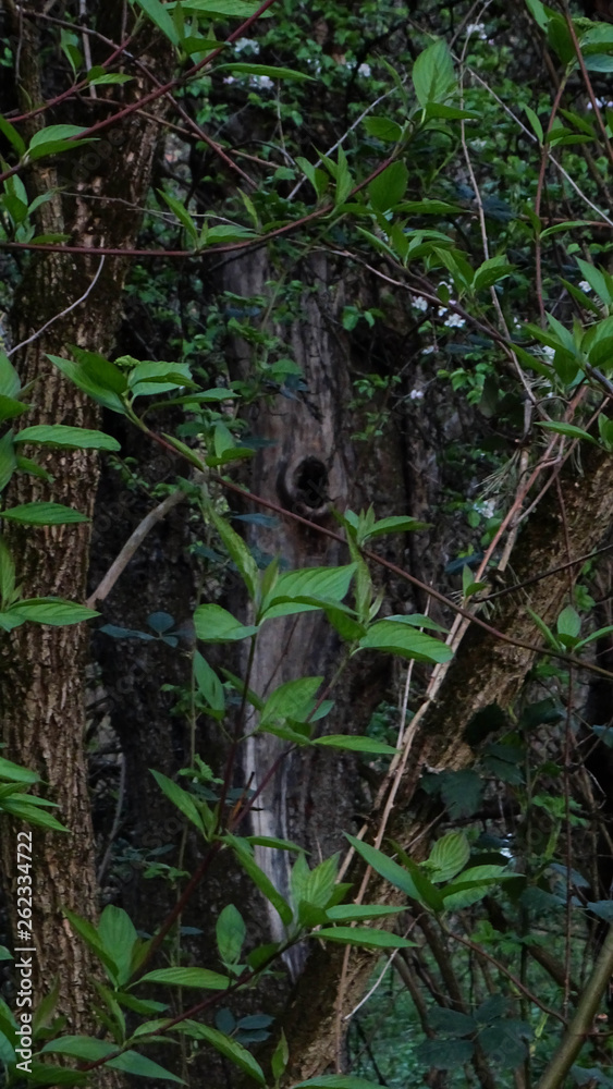 Fototapeta premium Bäume im Frühling im Wald und auf der Wiese
