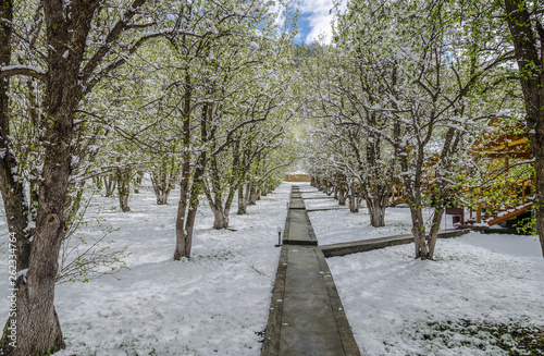 Alley blooming spring Apple trees in the garden, covered with sudden snow © jan_chu1983
