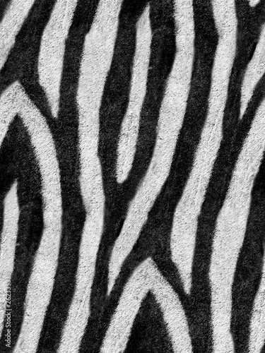 Animal print Zebra