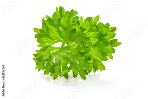 Fresh organic parsley, close-up, isolated on white background