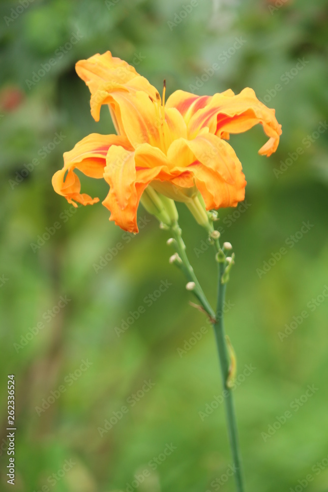 Fototapeta premium Flower