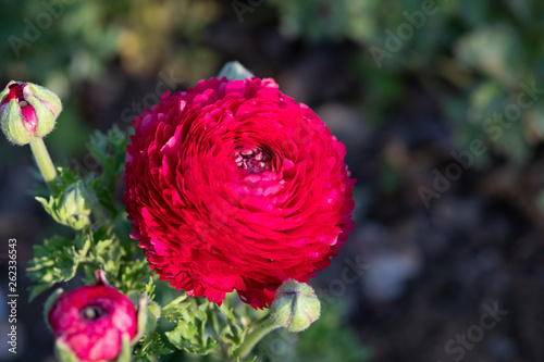 赤いラナンキュラス