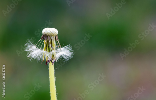 Close up of dandelion with details of seeds on blurred green background  , copy space