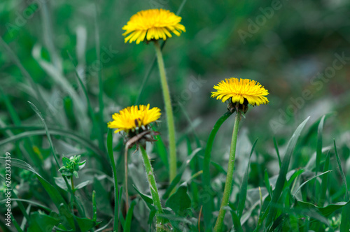  Yellow dandelions in the grass. Bright flowers of dandelion on a background of green spring meadows.