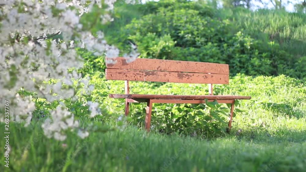 old bench in the cherry garden is illuminated by the sun old bench in the cherry garden is illuminated by the sun