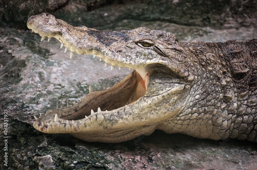 Fototapeta premium close up of a crocodile