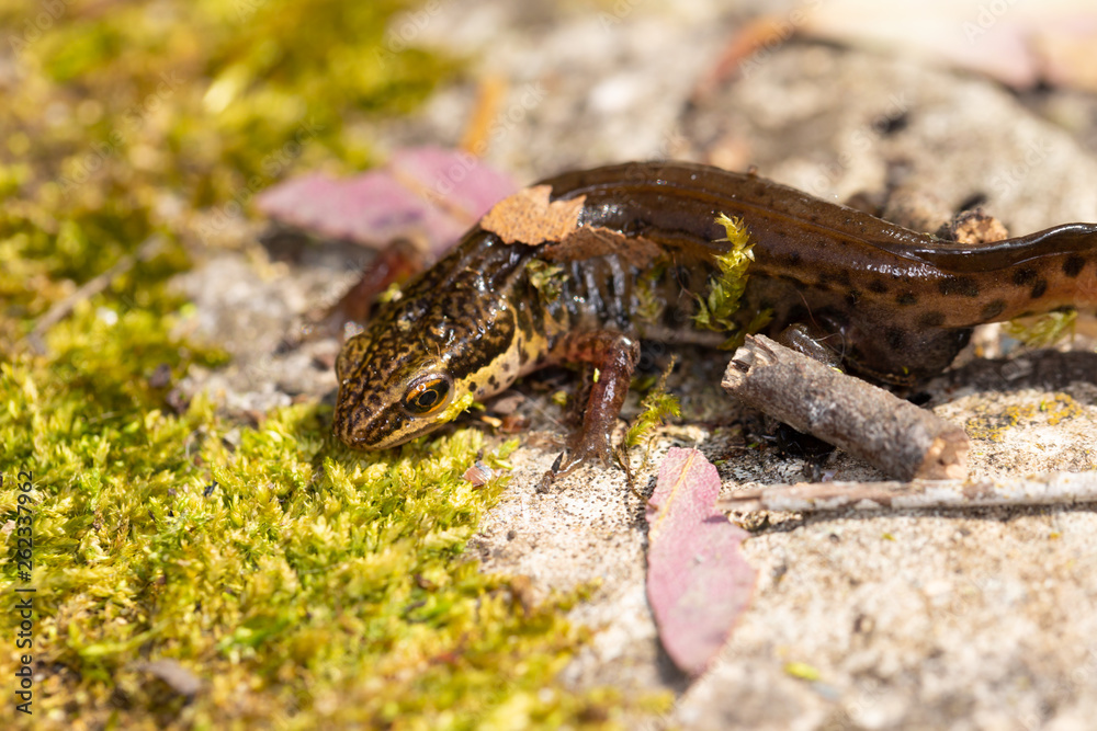 Fototapeta premium Wild newt
