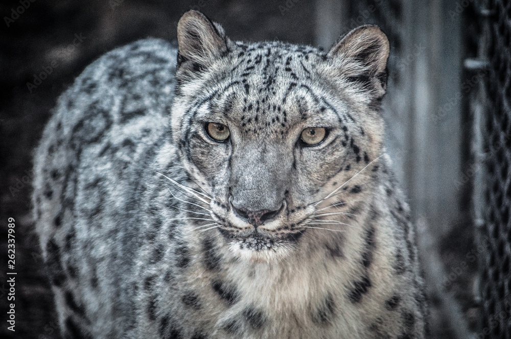 portrait of a leopard portrait of a leopard