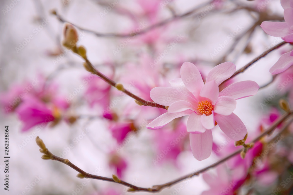 Magnolia Flower on Magnolia Tree. A pink flowering magnolia flower Magnolia Flower on Magnolia Tree. A pink flowering magnolia flower