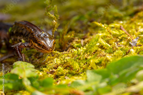 Macro newt 2