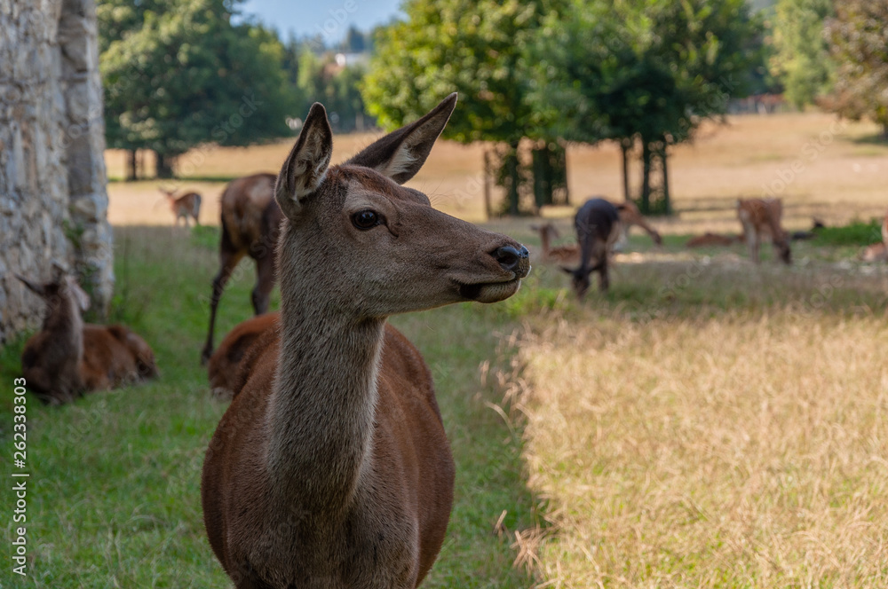 Rehe im Gehege auf der Wiese im Sommer Rehe im Gehege auf der Wiese im Sommer