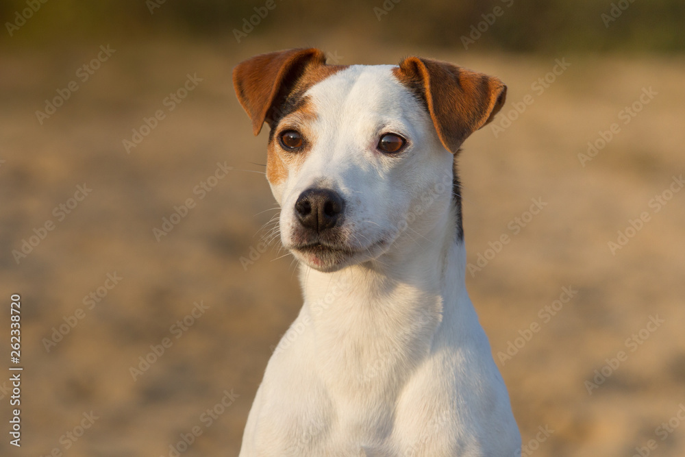 Jack Russel Terrier