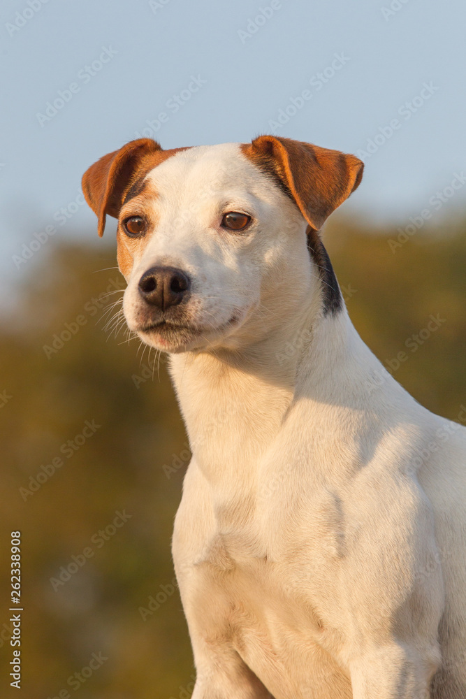 Jack Russel Terrier