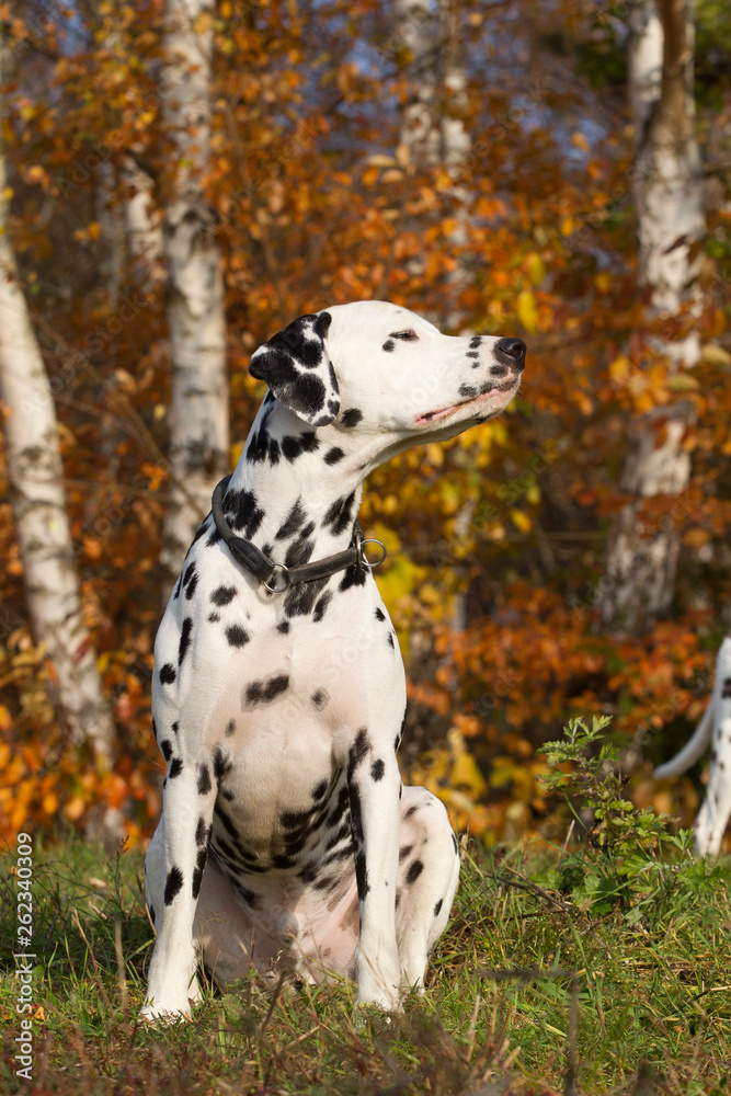 Dalmatiner im Herbst