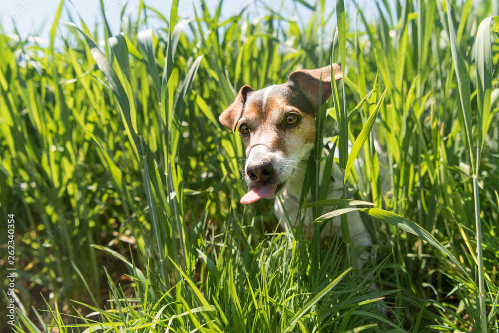 little Jack Russell Terrier dog is sittin in a blooming green meadow in spring. Jack Russell Terrier 11 years old in a field with cereals plant