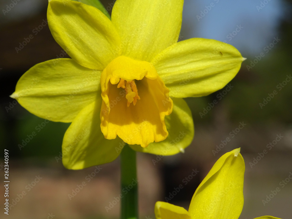 Blüten im Frühling an Ostern in Deutschland Blüten im Frühling an Ostern in Deutschland