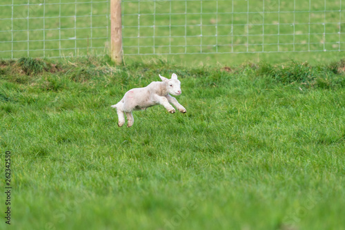 Lamb playing.