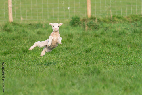 Lamb playing.