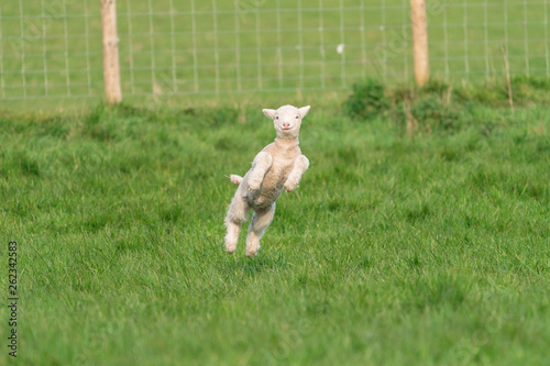 Lamb playing.