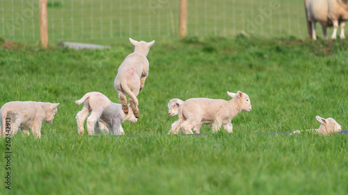 Lambs playing.