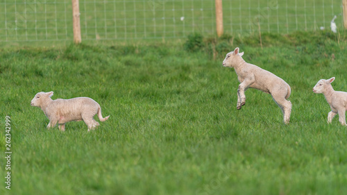 Lambs playing.