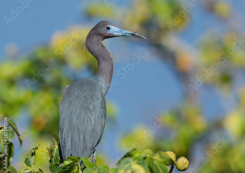 Little Blue Heron 