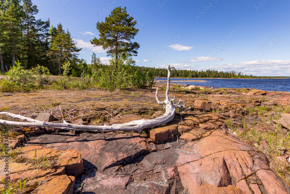 Obraz premium dry branch on shore of lake in front of a forest