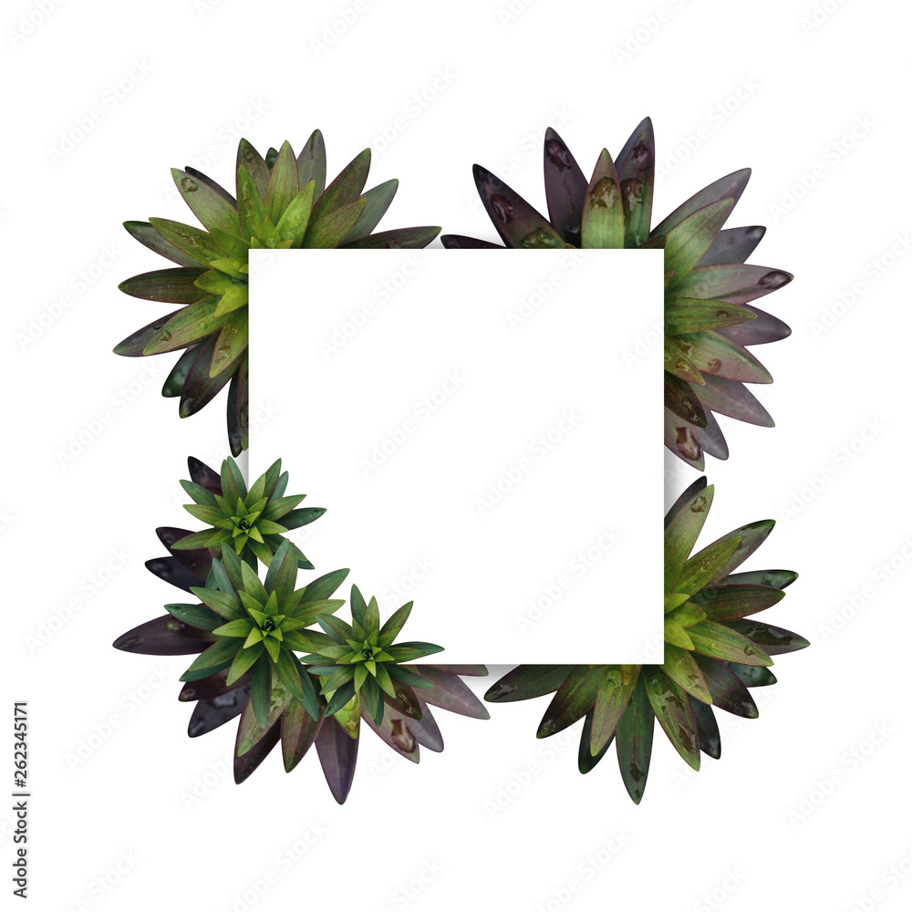 Succulents on a white background. Fresh spring tropical greens. Abstract floral background. Succulents on a white background. Fresh spring tropical greens. Abstract floral background.