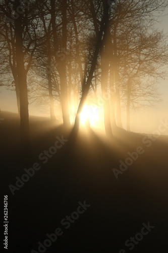 Sunset casting rays through a group of trees
