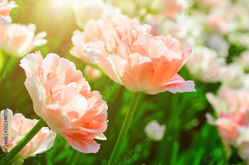 the orange tulips penetrated by a bright sun