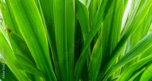 Green leaves texture. Fresh spring tropical leaves background