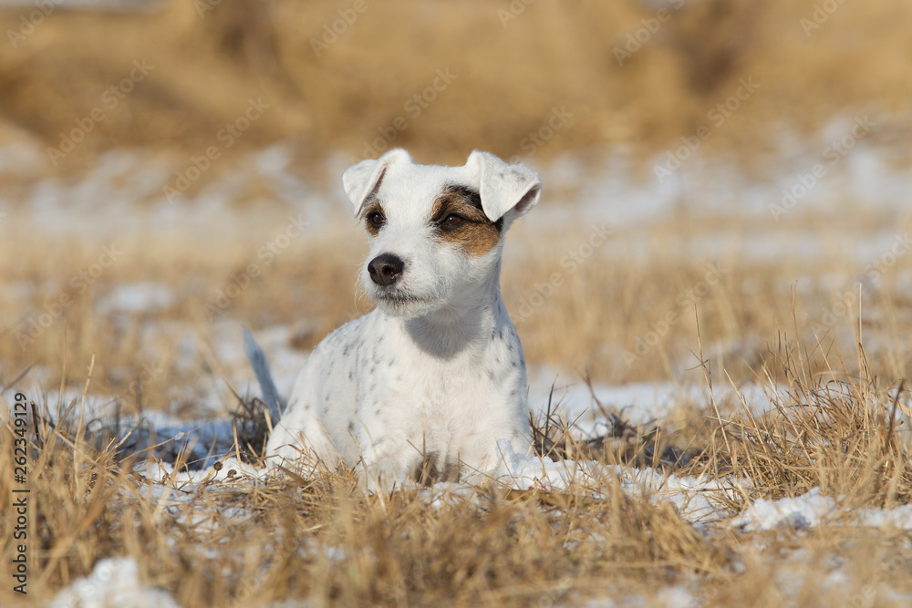 Fototapeta premium Parson Jack Russel Hündin
