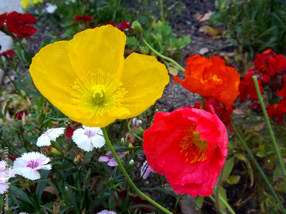 Yellow and red flowers in a garden Yellow and red flowers in a garden