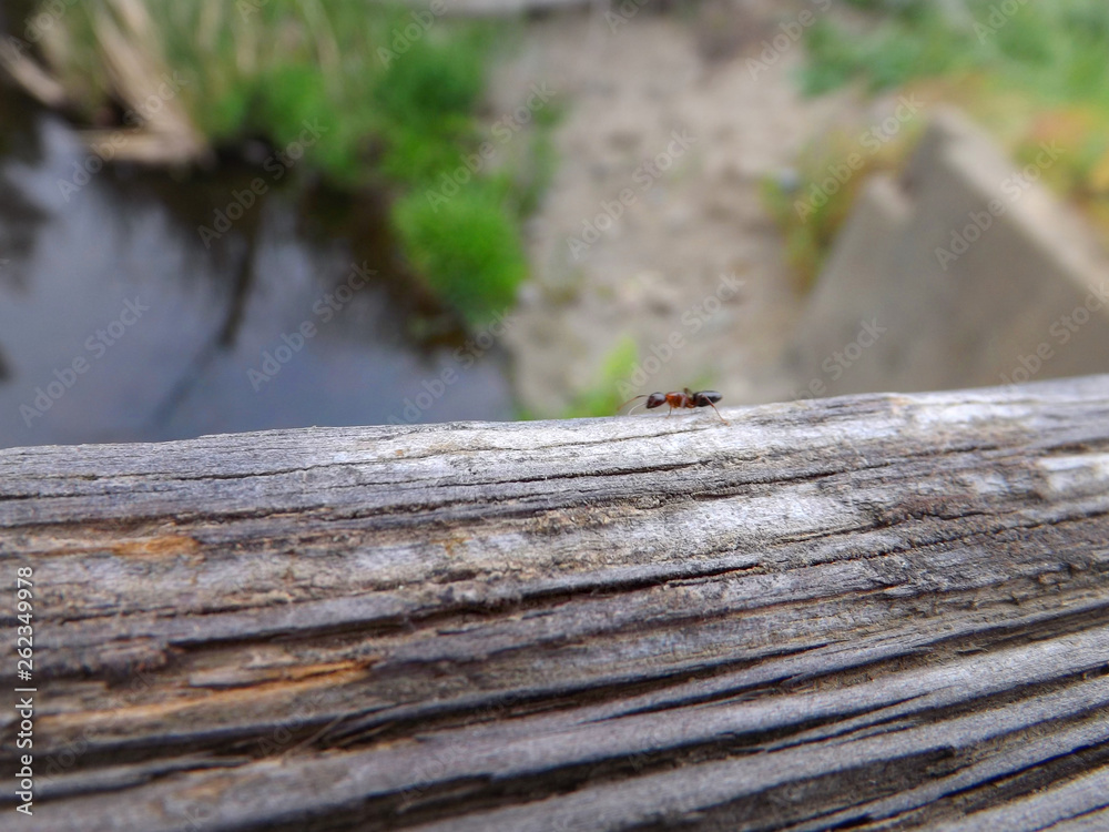 Ant crawling across log close-up macro shot next to river Ant crawling across log close-up macro shot next to river